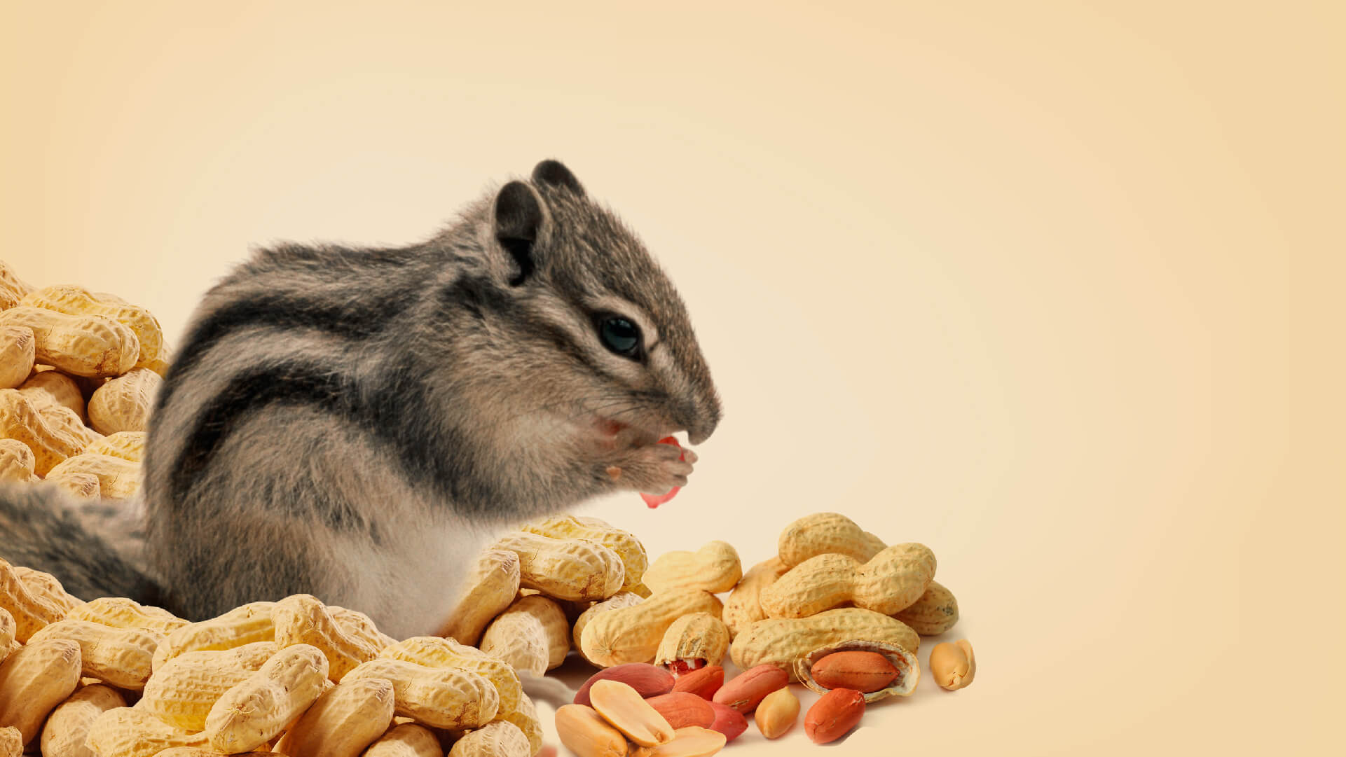 A striped palm squirrel sitting in a heap of peanuts, holding a shelled kernel to its mouth.