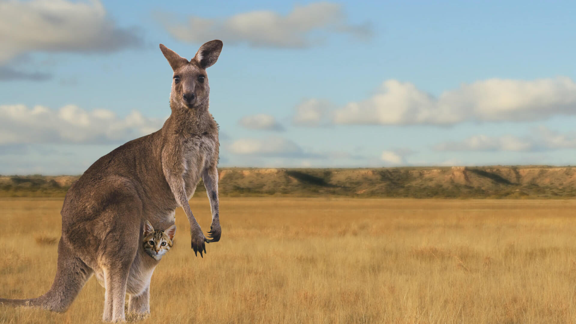A kangaroo standing in dry open grassland, a tabby kitten looking out from its pouch.