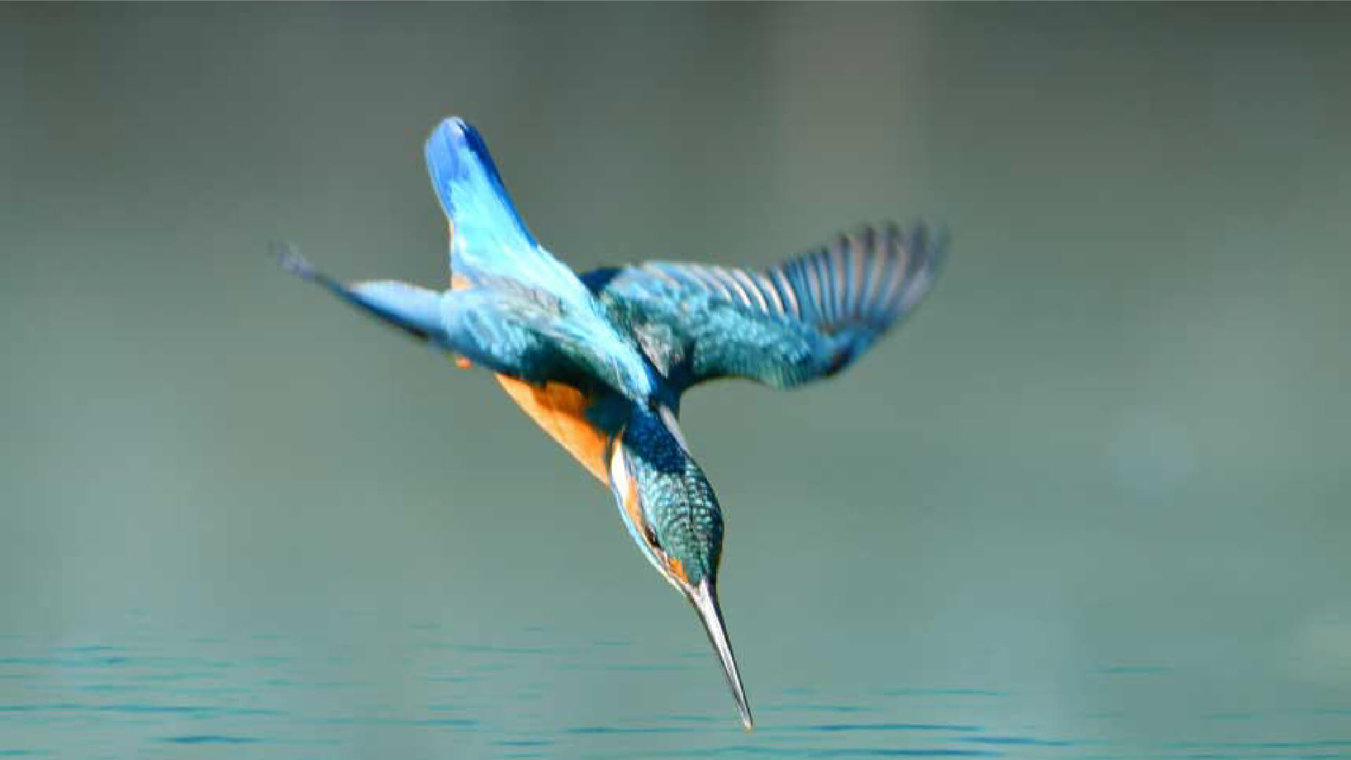 A kingfisher in a vertical dive, wings swept back and bill inches from still green water.