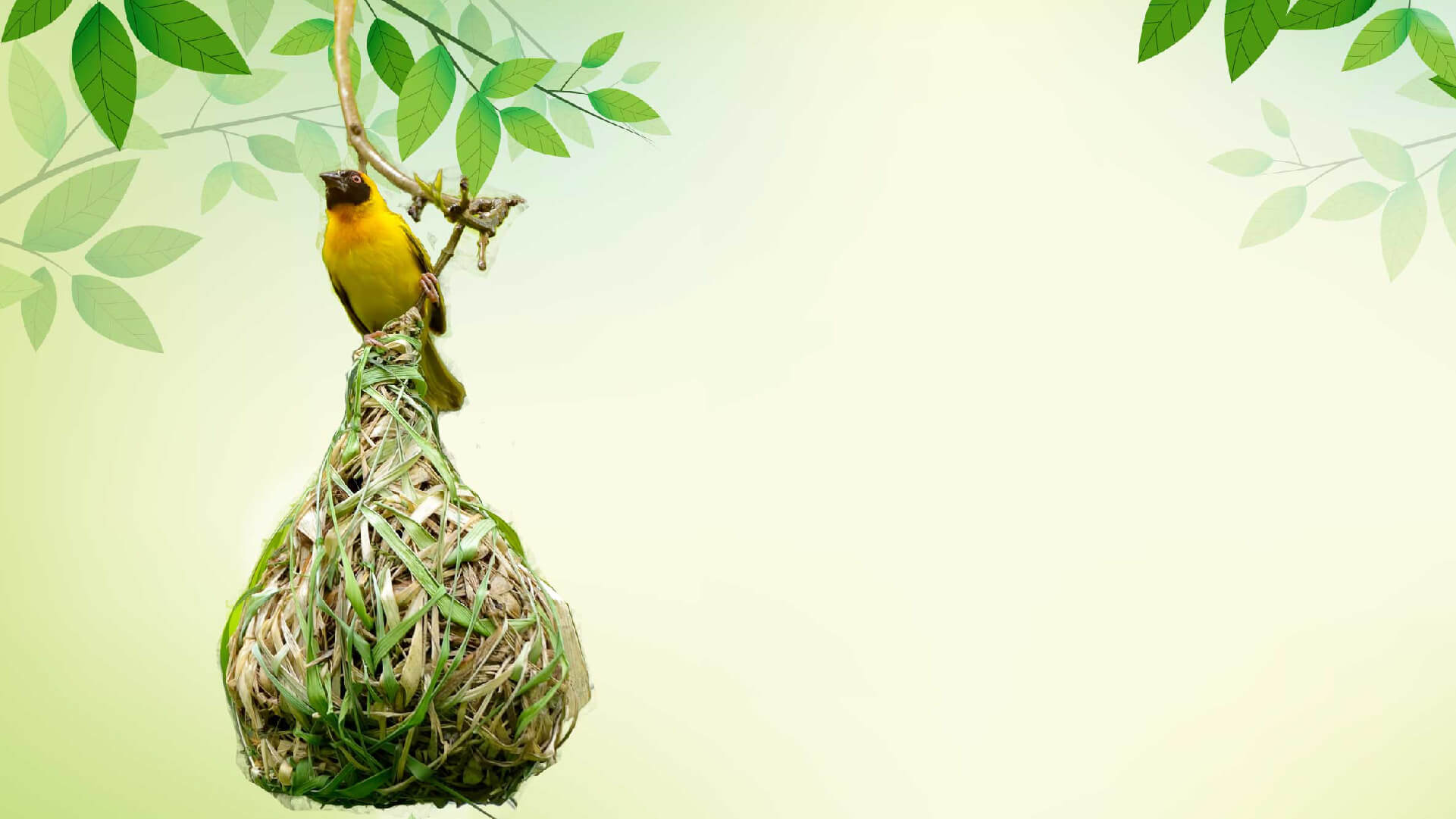 A yellow weaver bird perched on the woven grass nest it has built, hanging from a branch.